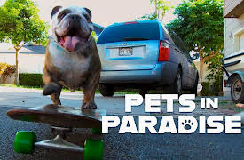 Pets in Paradise TV: Skateboarding Dogs