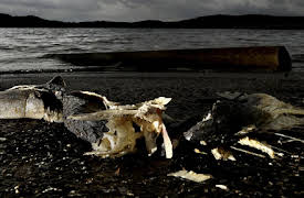 River Monsters Season 1: Alligator Gar