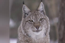 Nature's Strangest Mysteries: Solved Season 1: Big Cat Screaming Match