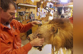 Taxidermy USA: Taxidermy USA