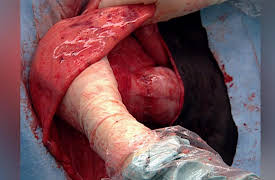 Campus Vets: Campus Vets - Season 1, Episode 10 - Stomach Flip