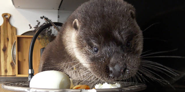 15:55: Oteren Svenn: Innedag | NRK Super | 1/30 2026