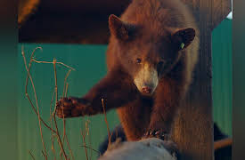 Wild Bear Rescue: Cub Trauma