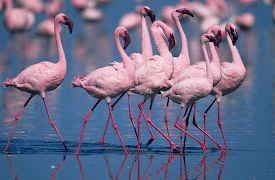 Great Rift: Africa's Wild Heart: Water