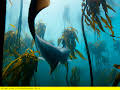 Der Blaue Planet: Unterwasserdschungel