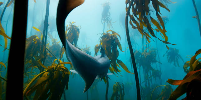 04:20: Der Blaue Planet: Unterwasserdschungel | 3SAT | 2/2 2026