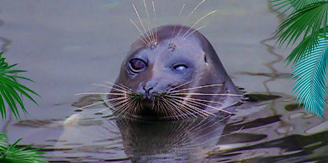 10:35: Elefant, Tiger & Co. (282) | MDR Fernsehen | 12/18 2025