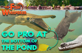 The Fish Whisperer: I Left a GoPro at the Bottom of the Pond for 30 Minutes!