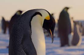 Earthsounds: Polar Worlds