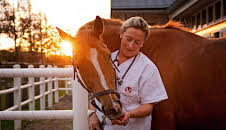 Die Tierärzte - Retter mit Herz (52)