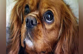 Vets in Action: Episode 2