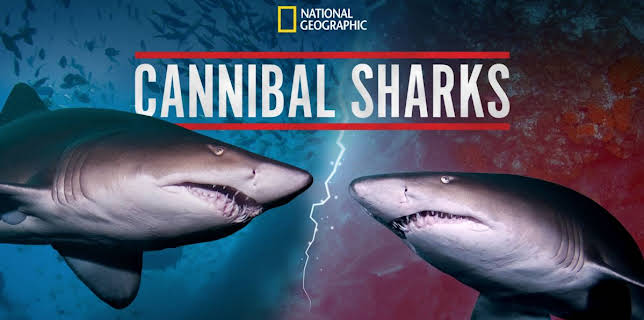 Cannibal Sharks