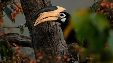 16:20: Grandes Documentales En La Naturaleza India | LA 2 | 6/24 2026
