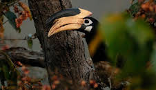 Grandes Documentales En La Naturaleza India