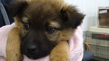 3:00 PM: Dr. Jeff: Rocky Mountain Vet (S4) | Discovery Channel | 4/7 2026