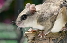 Naturens minstingar: Louisiana