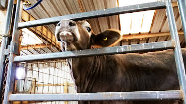 11:20: The Vet Life (S4 E2) (S4) | Animal Planet | 12/31 2025