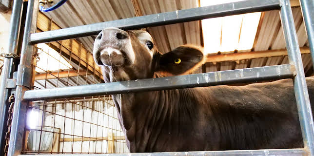 10:20: The Vet Life (S4 E2) (S4) | Animal Planet | 12/31 2025