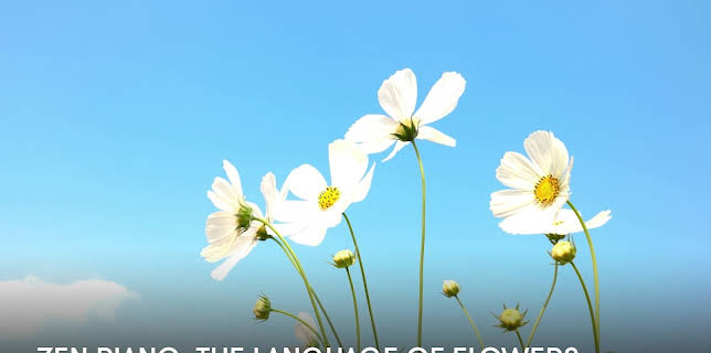 Zen Piano: The Language of Flowers (2023)