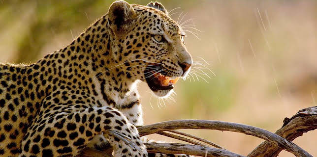 10:25 PM: Natural World | BBC Two | 1/8 2026