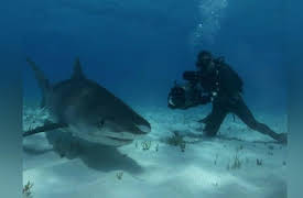 Shark Week: 20th Anniversary Collection: Shark Rebellion