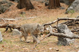 America's National Parks (Classic): Yosemite