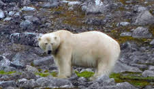 Grönland, Überleben am Rand der Welt