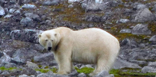 11:00: Grönland, Überleben am Rand der Welt | Arte | 1/24 2026