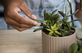 Magnolia Workshops: Caring For Common Houseplants: Succulents