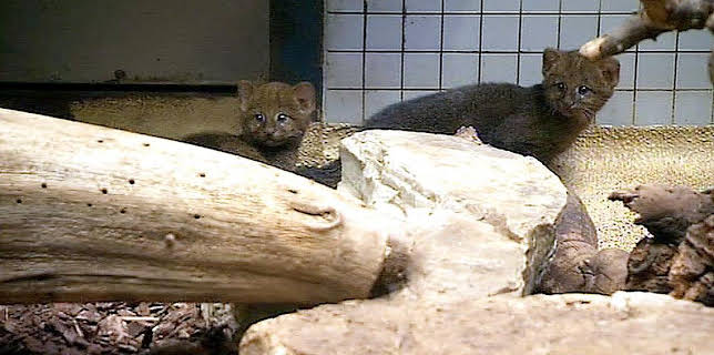 17:05: Panda, Gorilla & Co. (74) | RBB Fernsehen | 2/18 2026