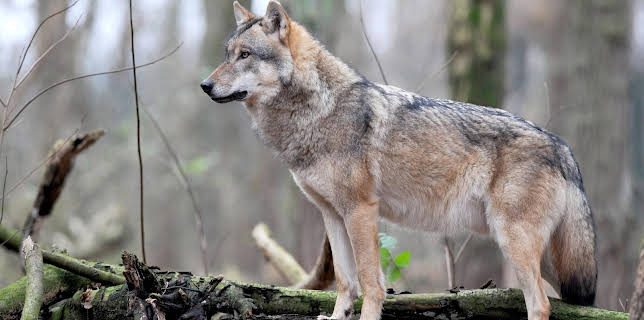 21:00: nano | RBB Fernsehen | 1/26 2026