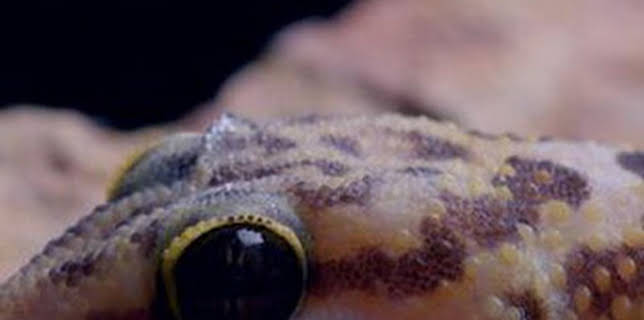 15:45: Horizontes salvajes de África | La Otra | 1/23 2026