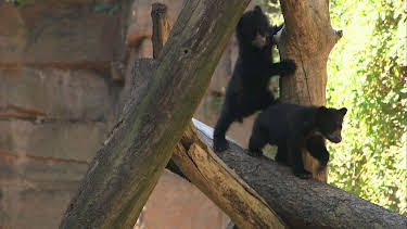 02:15: Panda, Gorilla & Co. (109) | RBB Fernsehen | 4/14 2026