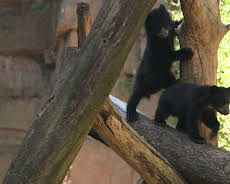 Panda, Gorilla & Co. (109)