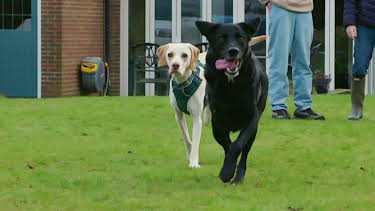 16:15: Hundehuset: Dave | NRK 2 | 5/7 2026