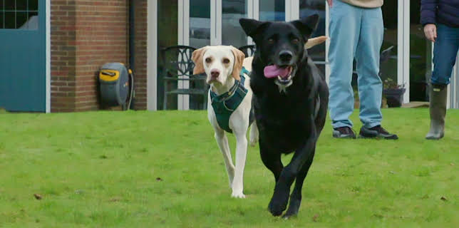 16:20: Hundehuset: Dave | NRK 2 | 1/22 2026