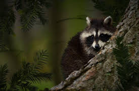 Race of Life: After Dark