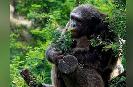 Kids' Planet: Habits