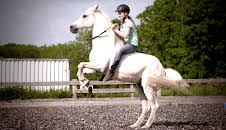 HipHorses - Du und dein Pferd (1/8)