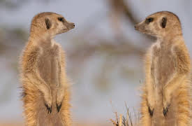 Meerkat Manor: Rise of the Dynasty, Season 1: Winter of Discontent