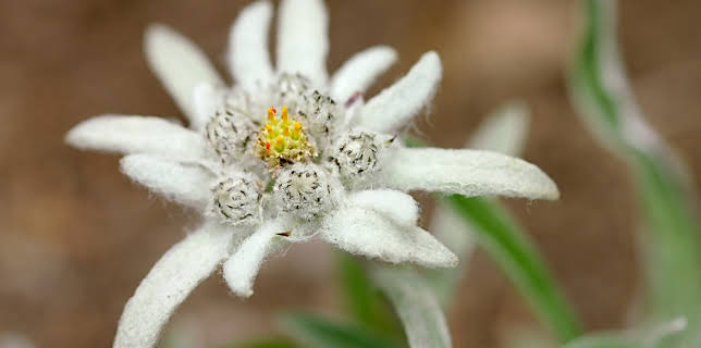 04:10: Wunderwelt Schweiz: Wasser und Eis | 3SAT | 12/12 2025