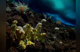 Frozen Planet Season 1: Winter, Part 2