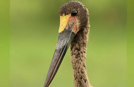 Africa's Wild Wonders: Birds of the Bushveld