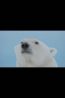 02:05: Predador vs. presa: Oso polar | Nat Geo Wild | 3/31 2026