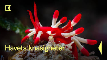 21:00: Havets knasigheter | Kunskapskanalen | 10/2 2026