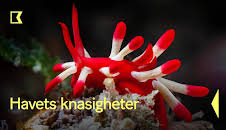 Havets knasigheter
