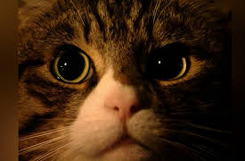 Understanding Cats: Understanding Your Cat