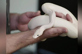 Scaled Season 1: Princess and the Python