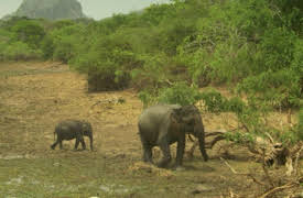 Wildest: Islands: Sri Lanka: Monsoon Island