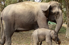 Hidden India: Land of Rivers